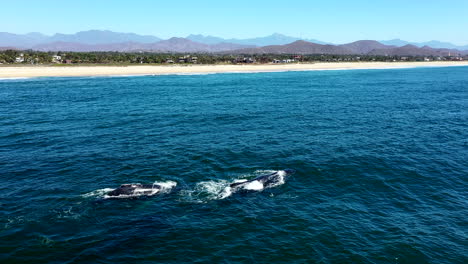 Gray-Whales-Blowing-And-Breathing-While-Swimming-At-The-Pacific-Ocean-In-El-Pescadero,-Mexico