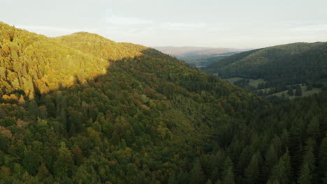 Aerial-flyover-above-forested-hillside-in-early-autumn