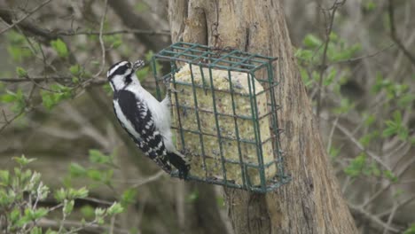 Female-Hairy-Woodpecker-grabbing-food-from-suet-feeder-and-keeping-in-tree-trunk