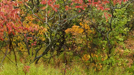 Malerische-Landschaftsansicht-Des-Herbstlichen-Laubwaldes-Mit-Im-Wind-Schwankendem-Baum-Und-Vögel-Fliegen-Von-Einem-Baum-Zum-Anderen,-Friedliche-Harmonieaufnahme
