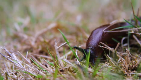 Black-slug-crawls-on-ground,-exploring-with-upper-and-lower-tentacles