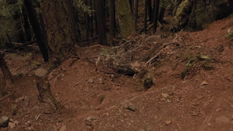 Hochschwenken,-Um-Einen-Wunderschönen,-Majestätischen-Wald-Und-Eine-Klippe-Auf-Den-Wanderwegen-Am-Comox-Lake-Auf-Der-Insel-Vancouver-In-British-Columbia,-Kanada,-Zu-Enthüllen