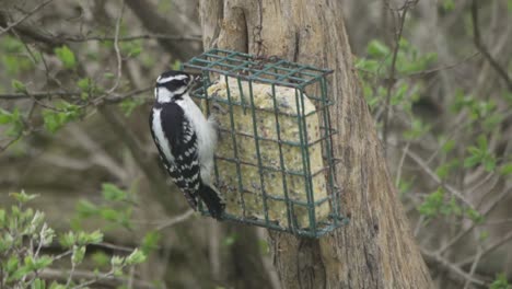 Female-Hairy-Woodpecker-eating-from-suet-feeder-hung-on-tree-trunk
