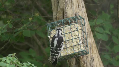 Slow-Motion-Shot-Of-A-Hairy-Woodpecker-Feeding-On-Suet
