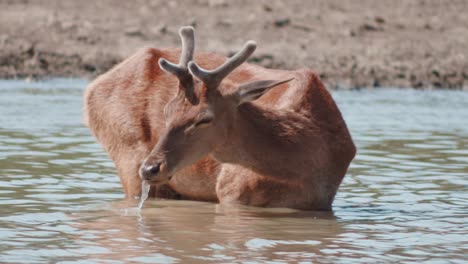 Male-red-deer-drinking-water,-red-deer-drinking-water,-water-stream--river-with-the-red-deer-drinking-water