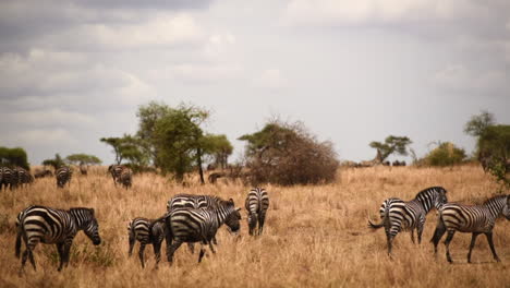 Herd-of-Grant's-Zebra-and-wildebeest,-Serengeti,-Tanzania,-wide-shot-pan-right