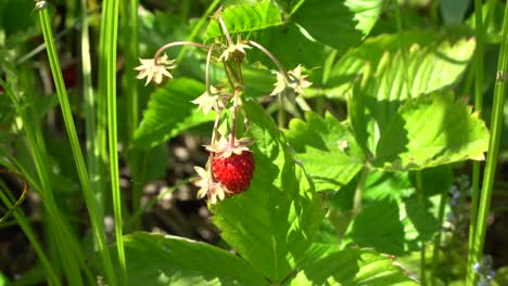 Wild-strawberry,-woodland-strawberry,-Alpine-strawberry,-Carpathian-strawberry,-European-strawberry-1