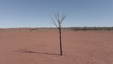 Isolated-Leafless-Plant-In-Arid-Desert-Of-Outback-In-Northern-Territory,-Central-Australia