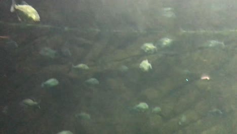 Large-freshwater-fish-carp-swims-with-other-fish-in-an-interior-aquarium
