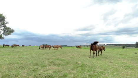 Horses-at-green-pastures-of-horse-farms