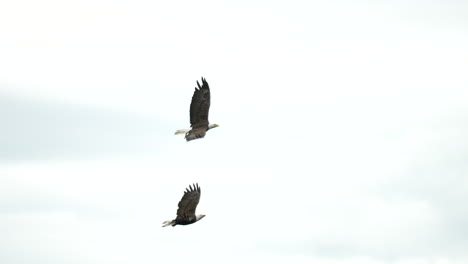 Adler-Fängt-Fische-Und-Füttert-In-British-Columbia,-Kanada