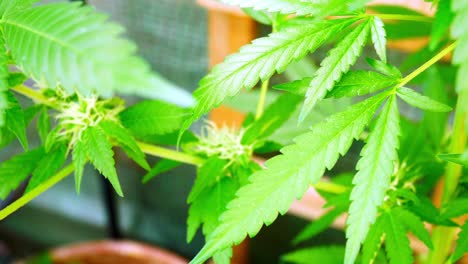 Medizinisches-Marihuana-Narkotische-Cannabispflanze-Illegales-Kräuterkraut-Nahaufnahme-Zurückziehen