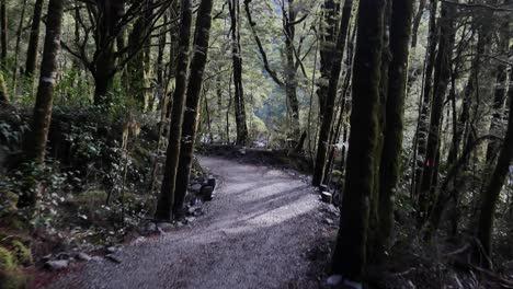 POV-walking-down-gravel-path-through-wet-green-rainforest-toward-river