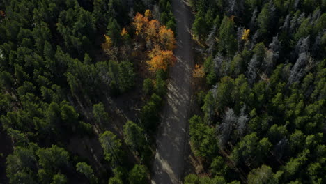 Aerial-panning-up-from-beautiful-fall-aspen-forest-to-mountains-in-distance,-4K