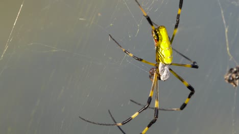 Joro-Spider-eating-prey-in-the-web-in-South-Korea,-close-up