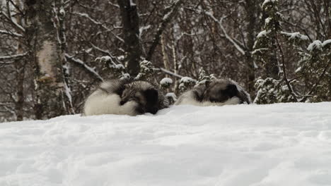 Zwei-Polarfüchse-Schlafen-Bei-Schneefall-Fest-Im-Schnee
