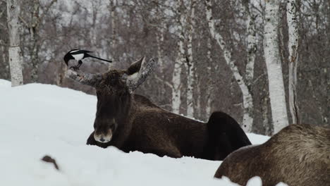 Magpie-Bird-Pecking-On-Antler-Of-A-Moose-Lying-Down-In-Snowy-Forest