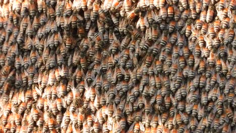 Honey-bee-in-honey-collecting-