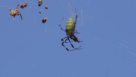 Weibliche-Joro-Spinne-Mit-Kindern,-Die-Lebende-Beute-Im-Spinnennetz-Makro-Töten