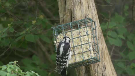 Hairy-Woodpecker-Feeding-From-A-Suet-Feeder-in-Slow-Motion