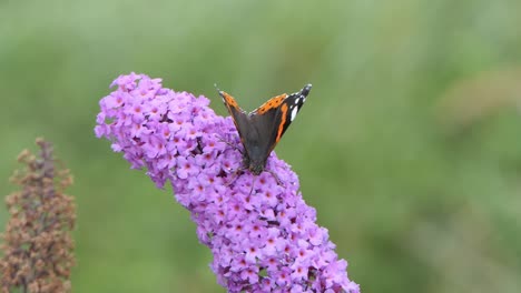 Vanessa-atalanta-or-the-red-admiral-butterfly-drinks-nectar-from-a-flowering-plant,-Buddleja-davidii-also-called-summer-lilac,-butterfly-bush,-or-orange-eye