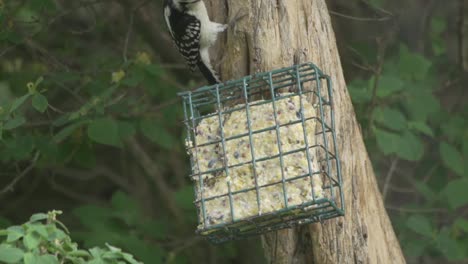 A-Wild-Hairy-Woodpecker-Feeding-From-A-Suet-Bird-Feeder