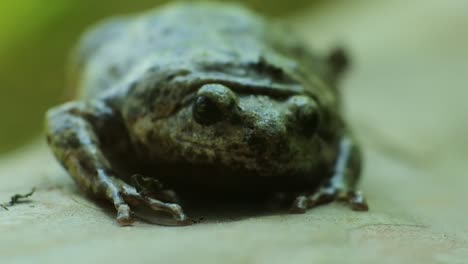 River-toad-or-Malayan-giant-toad-frog