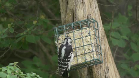 Hairy-Woodpecker-Clinging-To-A-Bird-Feeder-And-Feeding-On-Suet