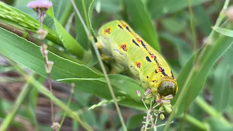 Macro-Shot-Of-A-White-lined-Sphinx-Caterpillar-Feeding-On-The-Grass