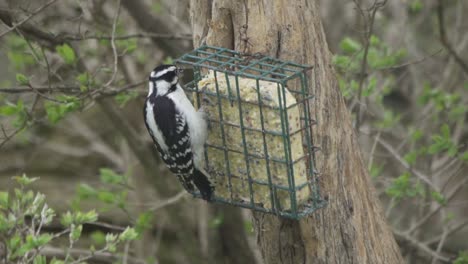 Slow-Motion-Shot-Of-A-Hairy-Woodpecker-Feeding-From-A-Suet-Bird-Feeder