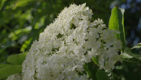 Pretty-White-Flowers-Of-An-Elderberry-Plant-In-Sunlight