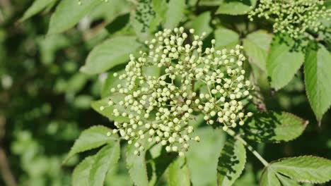 Elderberry-Buds---Sambucus-Nigra-Bush-Swings-In-Sunny-Summertime
