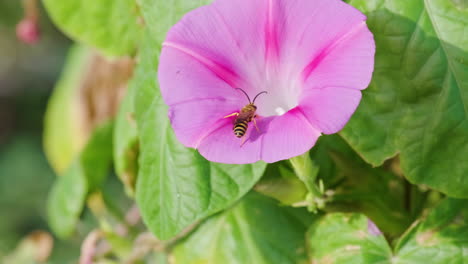 Wasp-Sitting-On-The-Petal-Of-A-Beautiful-Morning-Glory-Flower-In-Bloom-At-The-Garden