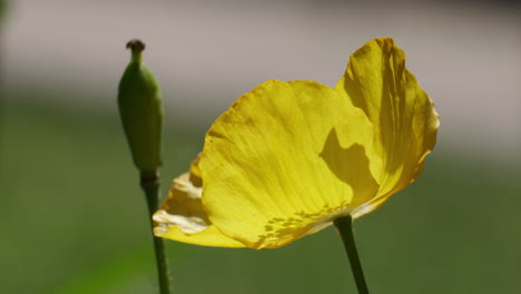 A-Yellow-Ornamental-Welsh-Poppy-flower-along-side-a-seed-pod-in-an-English-garden