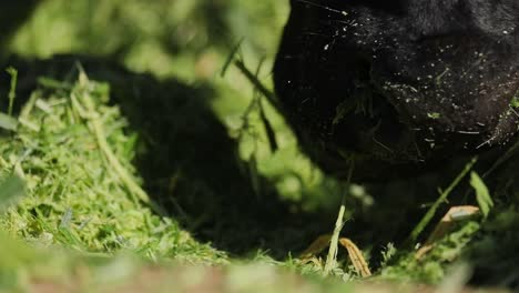 Closeup-of-Black-Cows-Mouth-Grazing-on-Freshly-Cut-Green-Grass-in-the-Sunlight