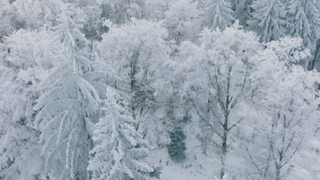 Bosque-Blanco-Con-árboles-Cubiertos-De-Nieve-Durante-El-Invierno-En-Bois-Du-Jorat-En-Vaud,-Suiza