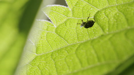 Nettle-weevil-bug-eating-leaf-on-stinging-nettle-from-below
