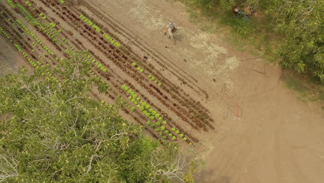 Aerial-view-of-farmers-preparing-a-furrow-line-in-an-acreage-at-a-rural-location
