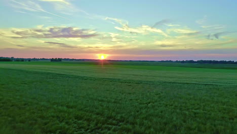 Aerial-backward-moving-shot-over-a-green-cornfield-with-sun-setting-over-the-horizon