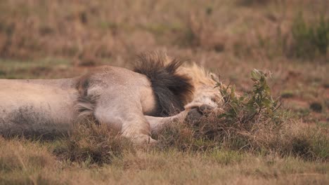 Lion-lying-on-his-side-in-african-savannah-grass,-moving-paw,-close-up