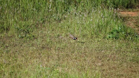 Roter-Wattled-Kiebitzvogel,-Der-Gras-In-Windiger-Rasenfläche-Pickt