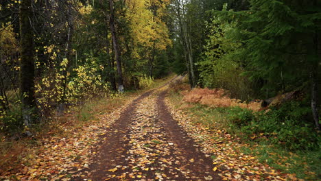 Gimbal-travel-shot-down-a-rural-country-road-in-fall,-Oregon