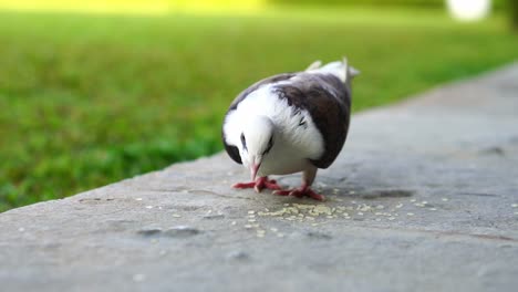 Close-up-of-pigeon-eating-grains-of-rice-in-the-backyard