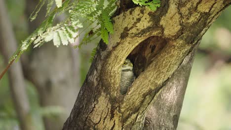 Spotted-Owlet-Hidden-in-a-Tree-Hole-Looking-Out-Curiously