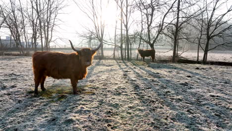 Red-long-horned-Scott-Highland-cow-in-winter-sunrise