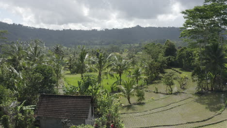 Una-Toma-Amplia-De-Terrazas-De-Campos-De-Arroz-En-Bali,-Indonesia