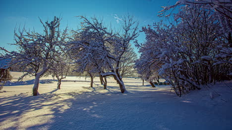 Nubes-Blancas-En-Movimiento-En-El-Cielo-Azul-Durante-El-Día-De-Invierno-Cubierto-De-Nieve-Con-árboles-Cubiertos-De-Nieve-En-El-Jardín,-Lapso-De-Tiempo