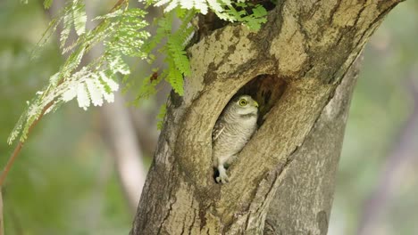 Frighten-Spotted-Owlet-Look-Out-Its-Nest,-Then-Climb-Up-the-Nest-Tree-Hole