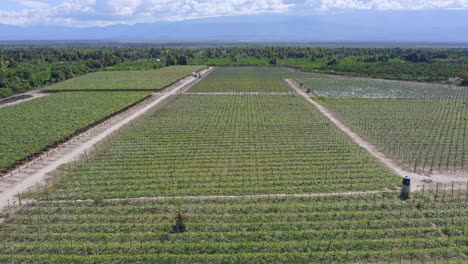 Drone-Shot-Fly-Over-Grape-Vineyard-within-Mountainous-Tropical-Plateau-Area-of-Bahoruco,-Neiba,-Dominican-Republic