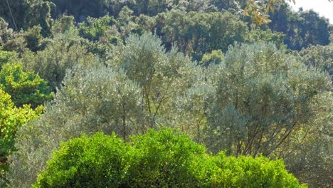 Olive-Trees-On-The-Mountains-In-Agia-Sofia-Beach,-Kefalonia-Islands,-Greece
